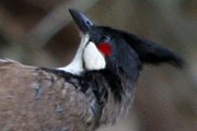 Red-whiskered Bulbul (Pycnonotus jocosus)